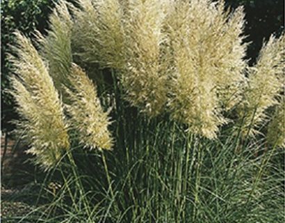 Cortaderia selloana ‘Pumila’ - dwergpampasgras