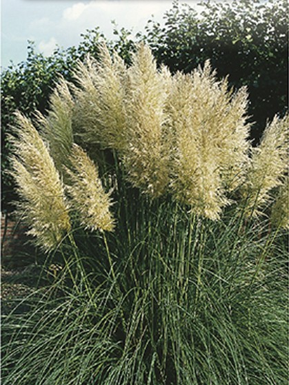 Cortaderia selloana ‘Pumila’ - dwergpampasgras