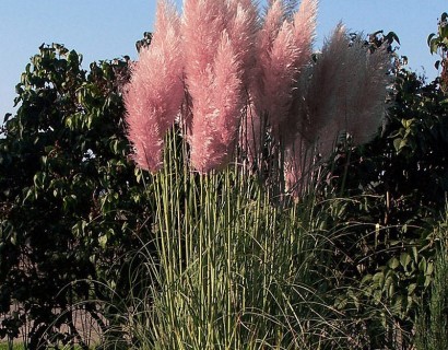 Cortaderia selloana ‘Rosea’ - pampasgras