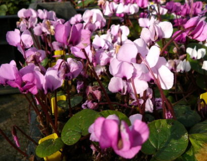 Cyclamen coum