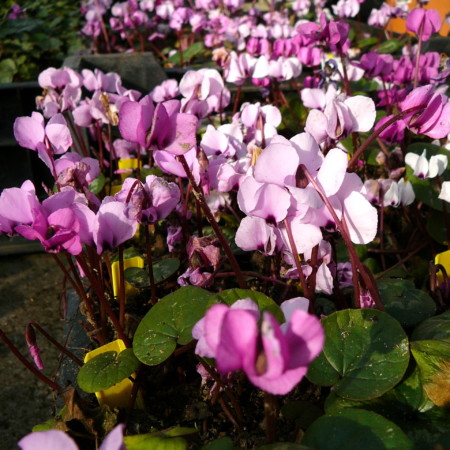 Cyclamen coum - cyclaam / alpenviooltje