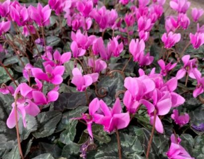 Cyclamen hederifolium