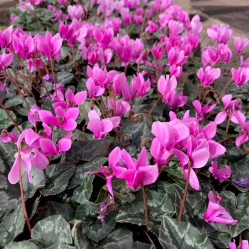 Cyclamen hederifolium - cyclaam / alpenviooltje