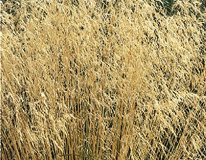 Deschampsia cespitosa - bochtige, ruwe smele