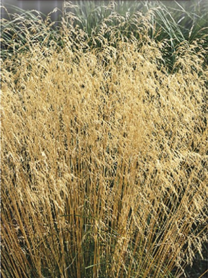 Deschampsia cespitosa - bochtige, ruwe smele