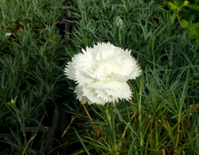 Dianthus plumarius ‘Haytor White’ - anjer / duizendschoon