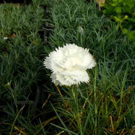 Dianthus plumarius ‘Haytor White’ - anjer / duizendschoon