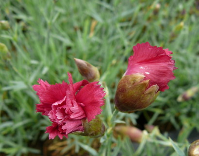Dianthus plumarius ‘Heidi’ - anjer / duizendschoon