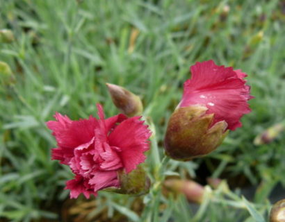 Dianthus plumarius ‘Heidi’ - anjer / duizendschoon