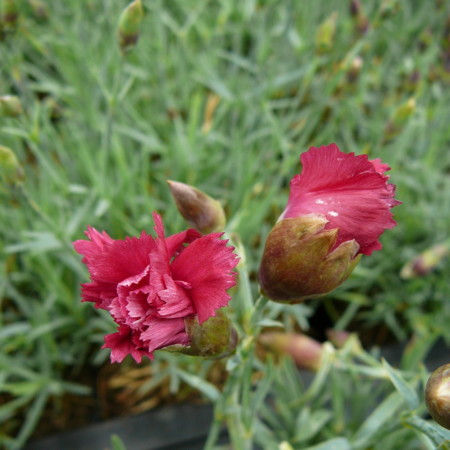 Dianthus plumarius ‘Heidi’ - anjer / duizendschoon