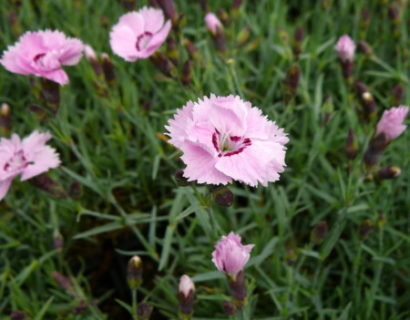 Dianthus plumarius ‘Rachel’ - anjer / duizendschoon