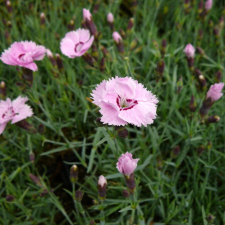 Dianthus plumarius ‘Rachel’ - anjer / duizendschoon