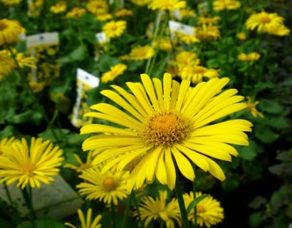 Doronicum orientale (grote pot)