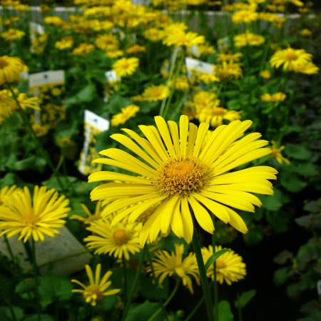 Doronicum orientale (grote pot) - voorjaarszonnebloem