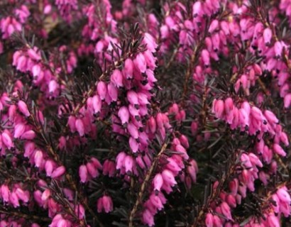 Erica carnea ‘December Red’