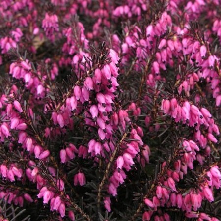 Erica carnea ‘December Red’ - winterheide, dopheide