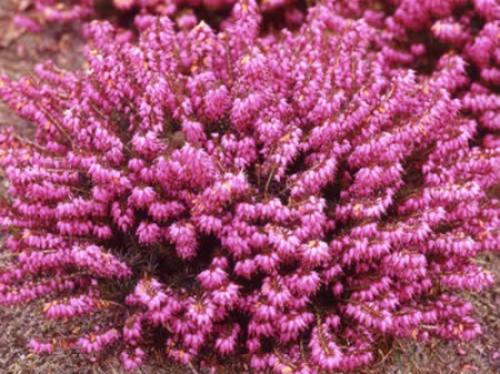 Erica carnea 'Winterfreude'