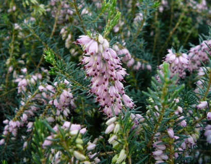 Erica darleyensis ‘Ghost Hill’s’ - winterheide, dopheide