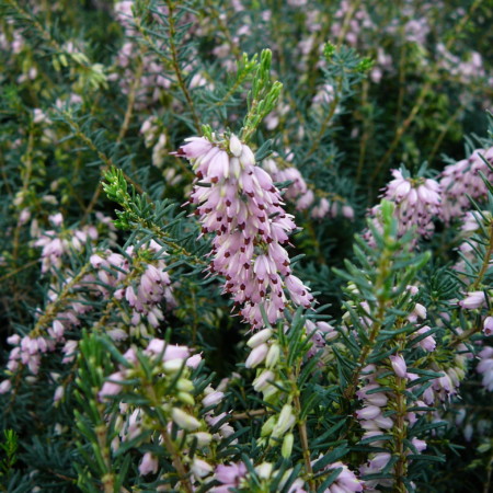 Erica darleyensis ‘Ghost Hill’s’ - winterheide, dopheide