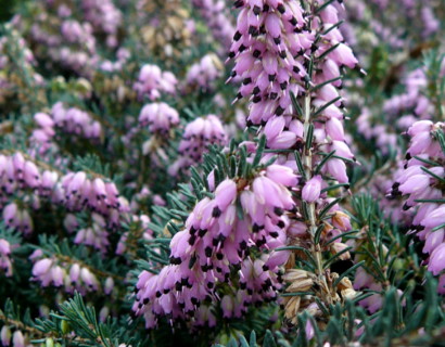Erica darleyensis ‘Kramer’s Rote’ - winterheide, dopheide