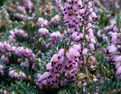 Erica darleyensis ‘Kramer’s Rote’ - winterheide, dopheide