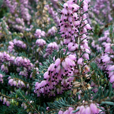 Erica darleyensis ‘Kramer’s Rote’ - winterheide, dopheide