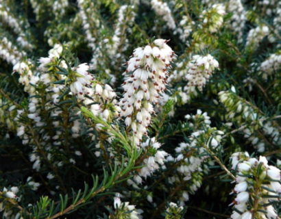 Erica darleyensis ‘Silberschmelze’ - winterheide, dopheide