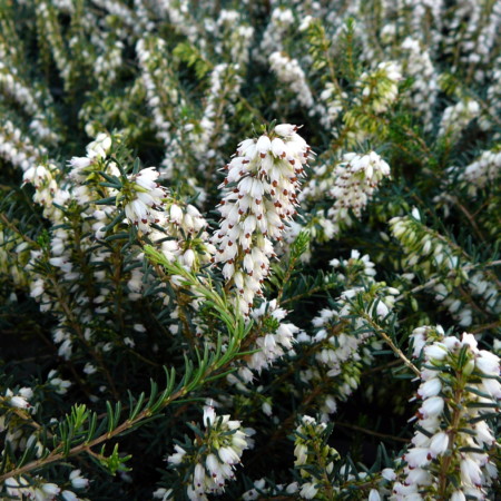 Erica darleyensis ‘Silberschmelze’ - winterheide, dopheide