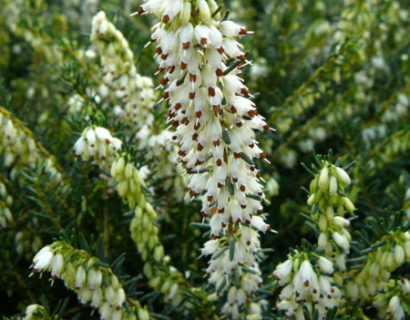 Erica darleyensis ‘White Perfection’