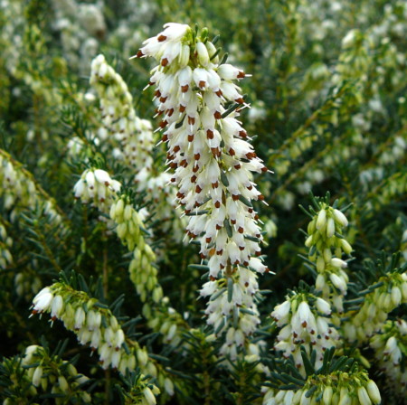 Erica darleyensis ‘White Perfection’ - winterheide, dopheide