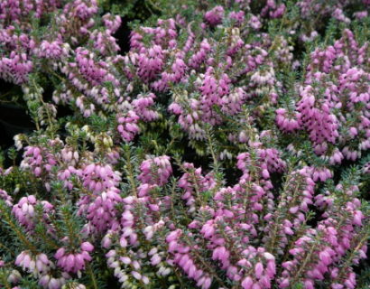 Erica carnea ‘Winterfreude’ - winterheide, dopheide