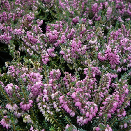 Erica carnea ‘Winterfreude’ - winterheide, dopheide