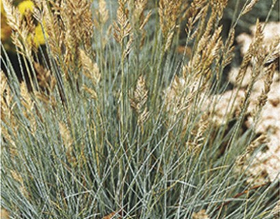 Festuca glauca ‘Elijah Blue’ pot 2 liter - blauw schapegras