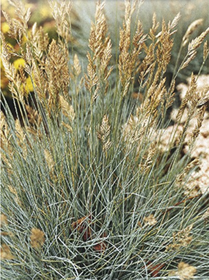 Festuca glauca ‘Elijah Blue’ pot 2 liter