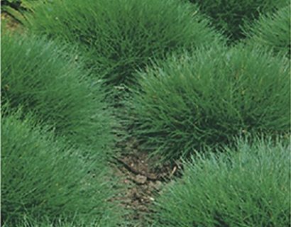 Siergrassen planten, kies de juiste standplaats.