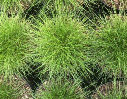 Festuca gautieri ‘Pic Carlit’