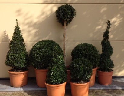 Buxus sempervirens - palm