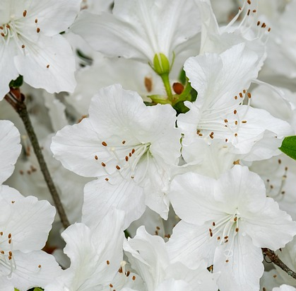 Rhododendron ‘Dora Amateis’ - dwergrhododendron
