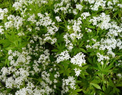 Galium odoratum - onze-lieve-vrouwe-bedstro