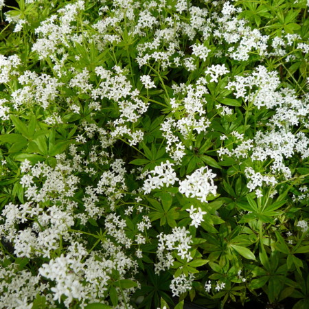 Galium odoratum - onze-lieve-vrouwe-bedstro