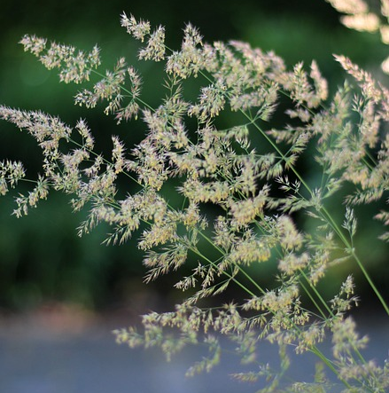 Calamagrostis brachytricha - diamantgras