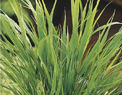 Hakonechloa macra - hakonegras