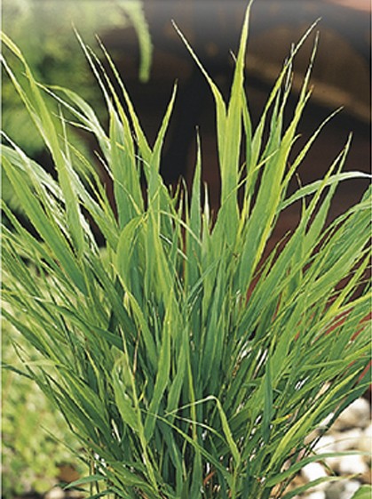 Hakonechloa macra - hakonegras