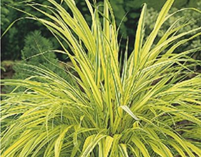 Hakonechloa macra ‘Aureola’ - hakonegras