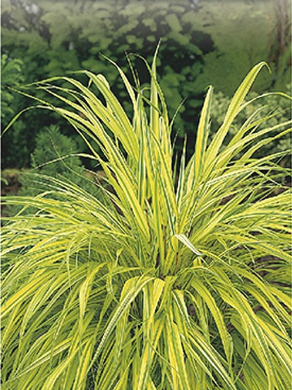 Hakonechloa macra ‘Aureola’ - hakonegras