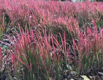 Imperata cylindrica ‘Red Baron’ pot 2 liter - Japans bloedgras