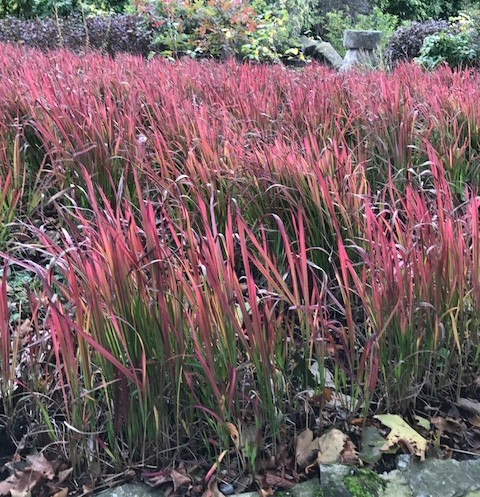 Imperata cylindrica ‘Red Baron’ pot 2 liter