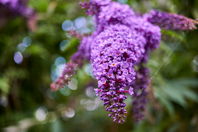 Buddleja davidii ‘Nanho Blue’ - vlinderstruik