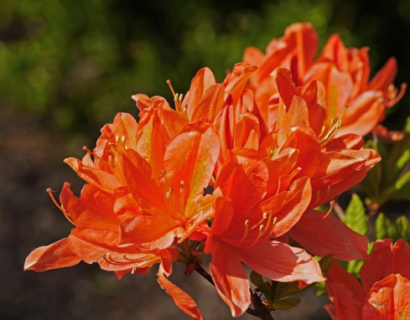 Azalea knaphill ‘Gibraltar’