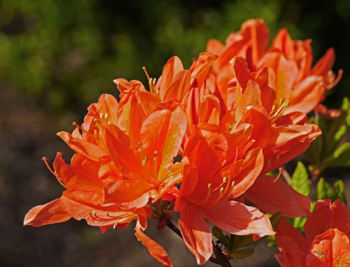 Azalea knaphill ‘Gibraltar’ - azalea